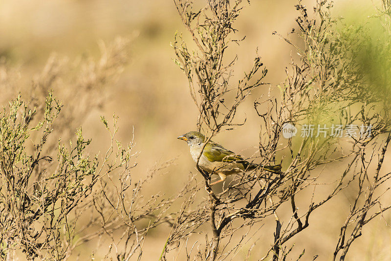 潘帕・芬奇(Embernagra platensis)